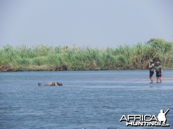 Bringing Hippo on Riverbank Caprivi Namibia