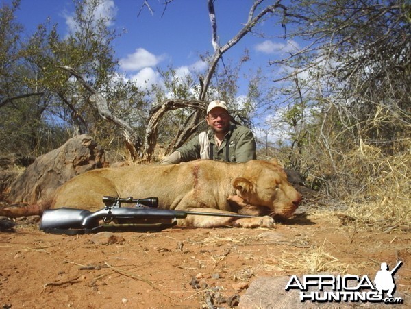Hunting Lion