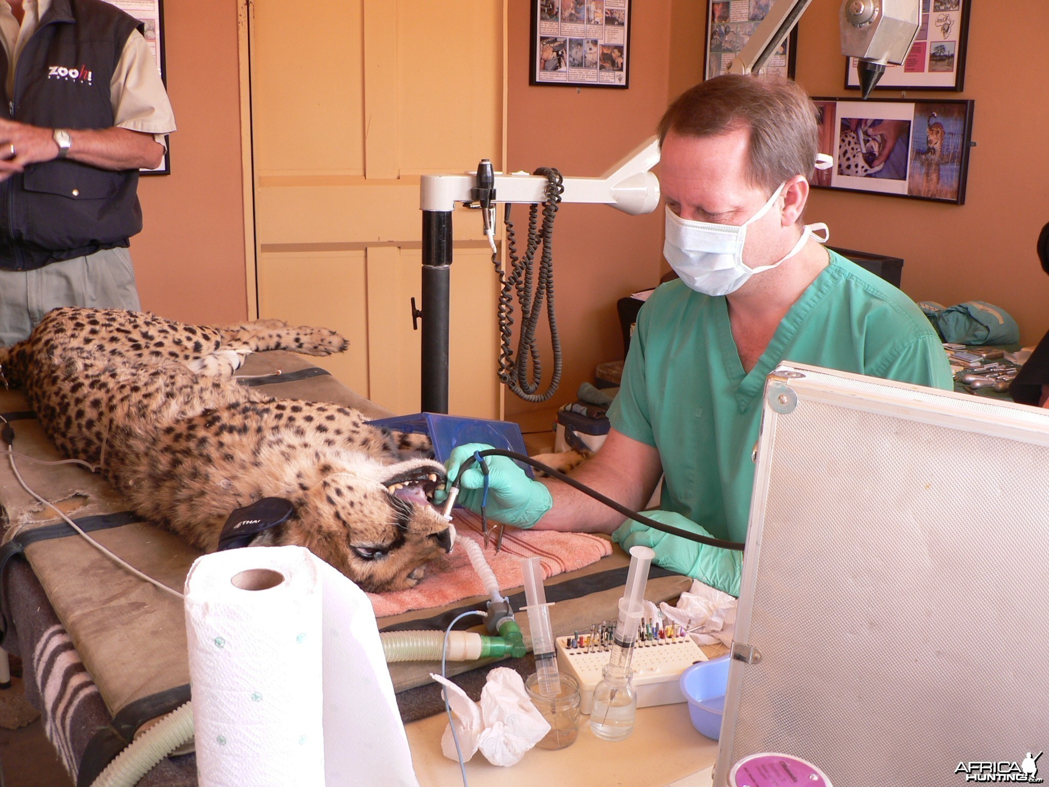Cheetah at the Cheetah Conservation Fund in Namibia