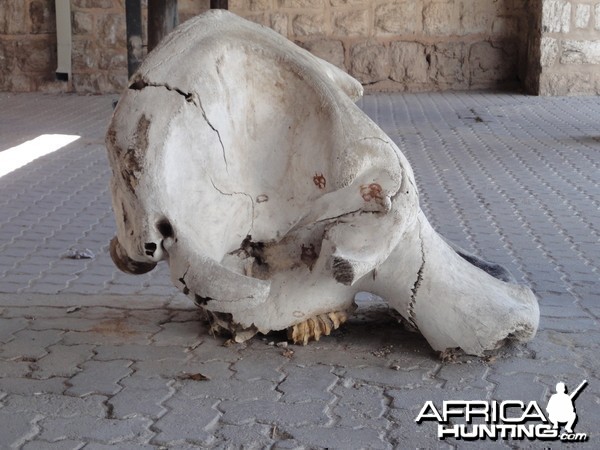 Elephant Skull Namibia