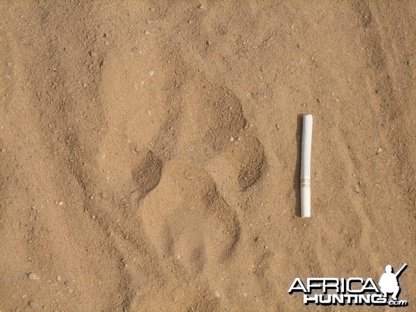 Lion Track Namibia