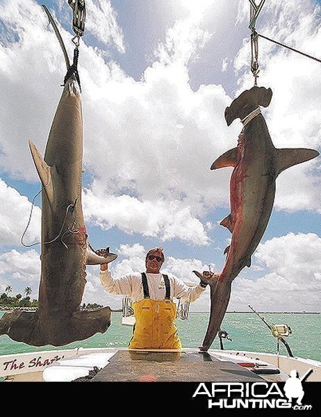 Scallop Hammerhead Sharks