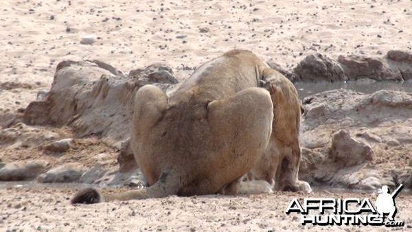 Lion Namibia