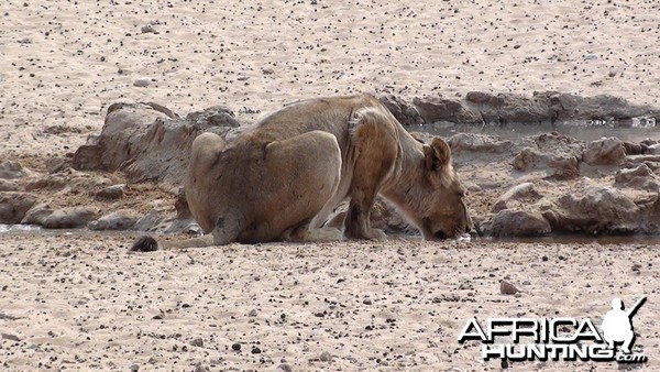 Lion Namibia