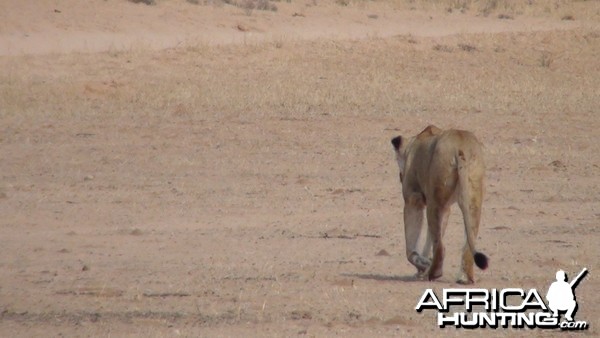 Lion Namibia