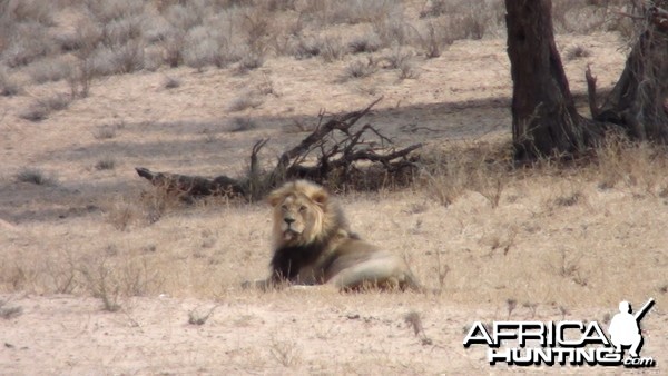 Lion Namibia