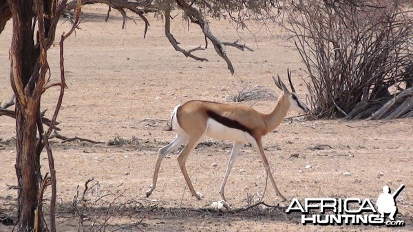 Springbok Namibia