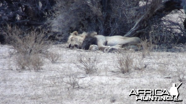 Lion Etosha Namibia