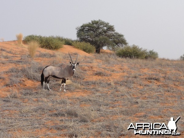 Gemsbok Namibia