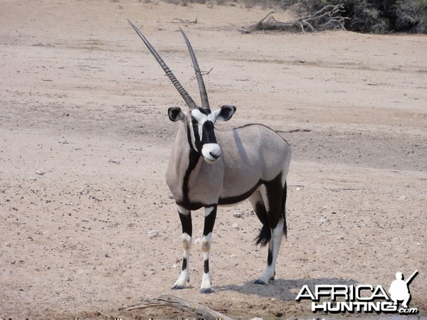 Gemsbok Namibia