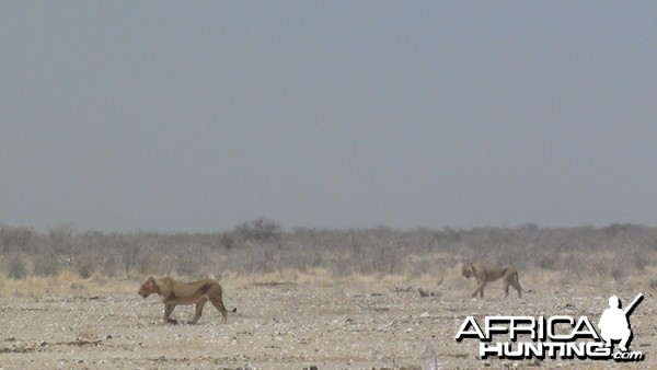 Lion Namibia