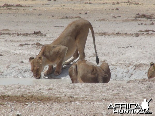 Lion Namibia