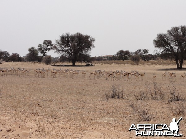 Springbok Namibia