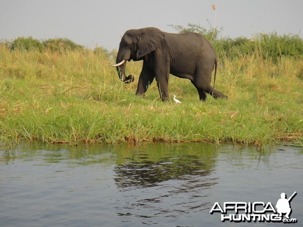 Elephant Caprivi Namibia