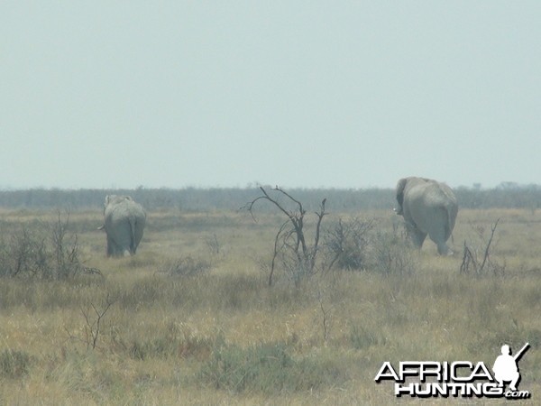 Elephant Etosha Namibia