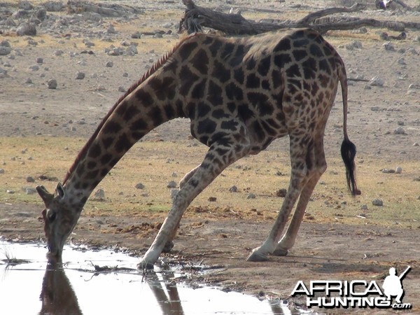 Giraffe Etosha Namibia