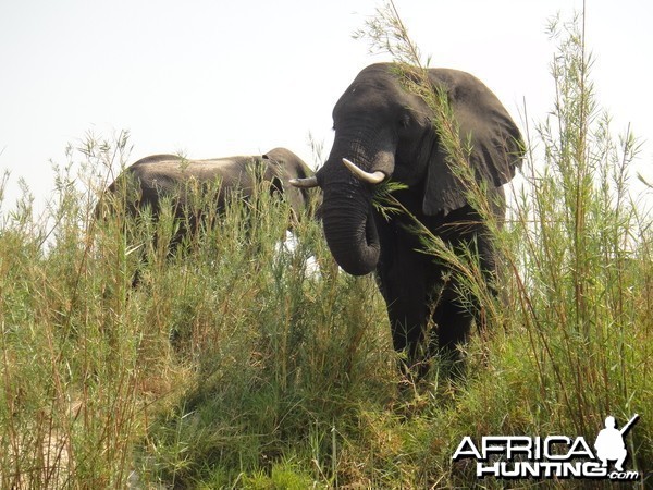 Elephant Caprivi Namibia