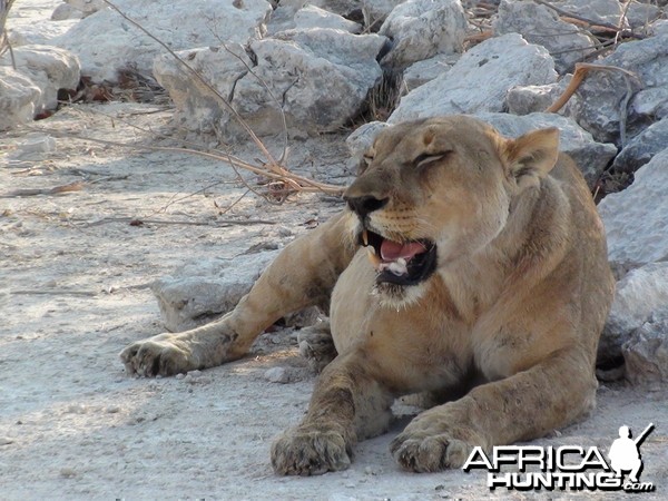 Lion Etosha Namibia