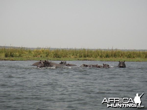 Hippo Caprivi Namibia