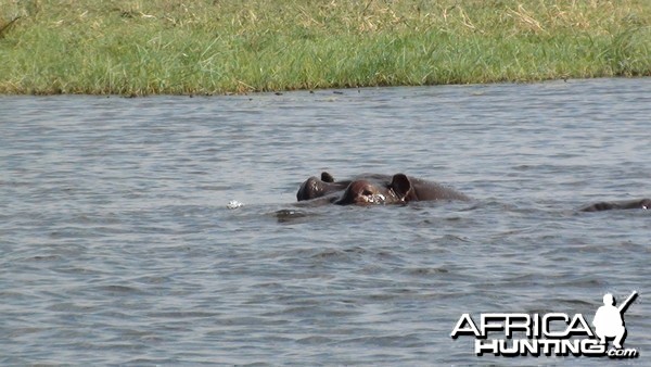 Hippo Caprivi Namibia