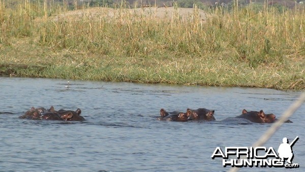 Hippo Caprivi Namibia