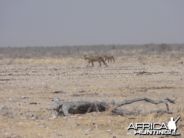 Lion Etosha Namibia