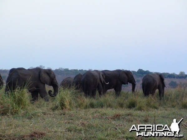 Elephant Caprivi Namibia