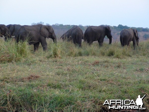 Elephant Caprivi Namibia