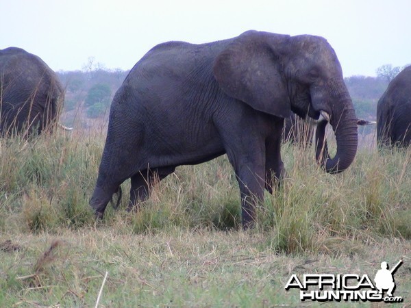 Elephant Caprivi Namibia