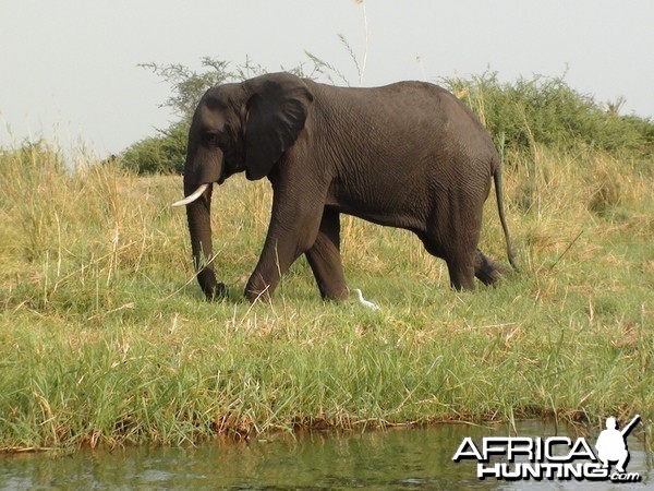 Elephant Caprivi Namibia