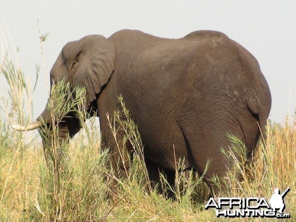 Elephant Caprivi Namibia