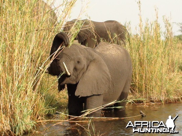 Elephant Caprivi Namibia