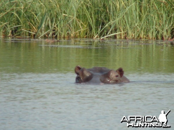 Hippo Caprivi Namibia