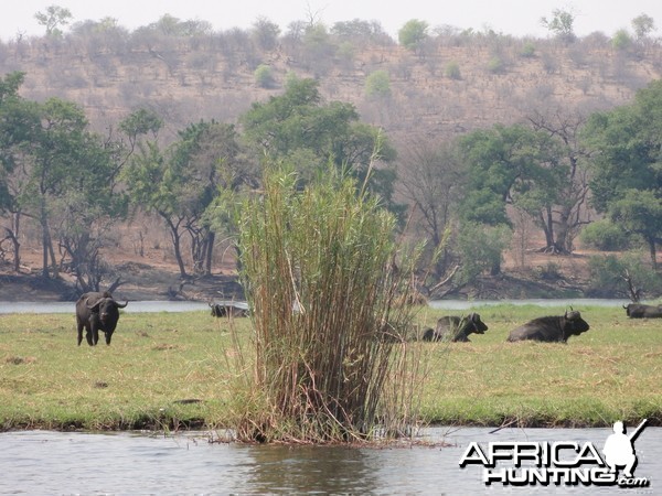 Buffalo Caprivi Namibia