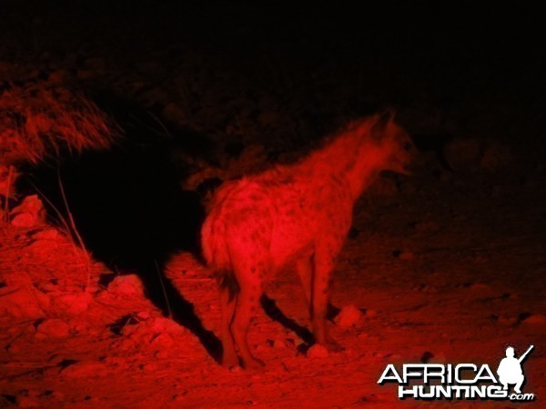 Spotted Hyena Namibia