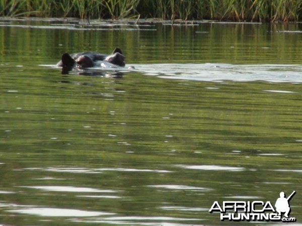 Hippo Caprivi Namibia