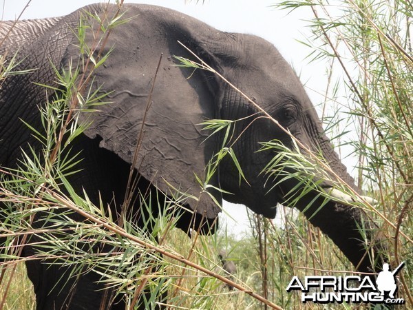 Elephant Caprivi Namibia