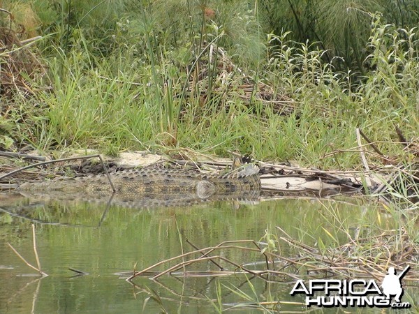 Croc Caprivi Namibia