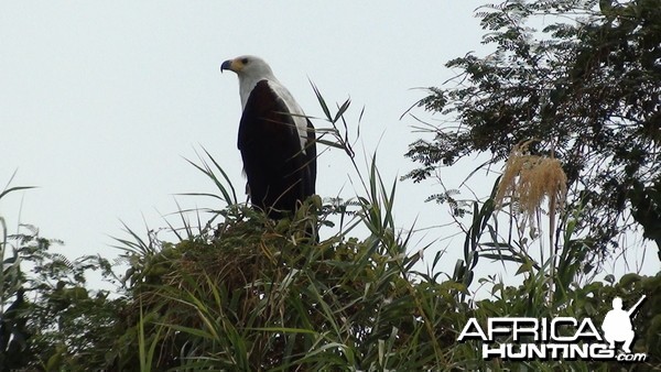 Fishing Eagle Caprivi Namibia