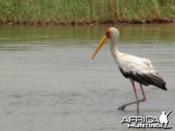 Caprivi Namibia