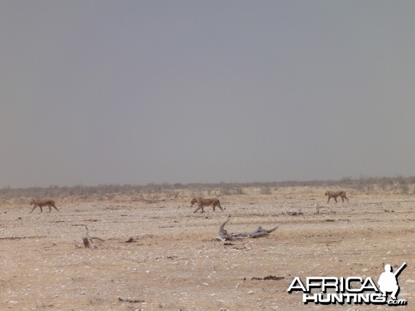 Lion Etosha Namibia