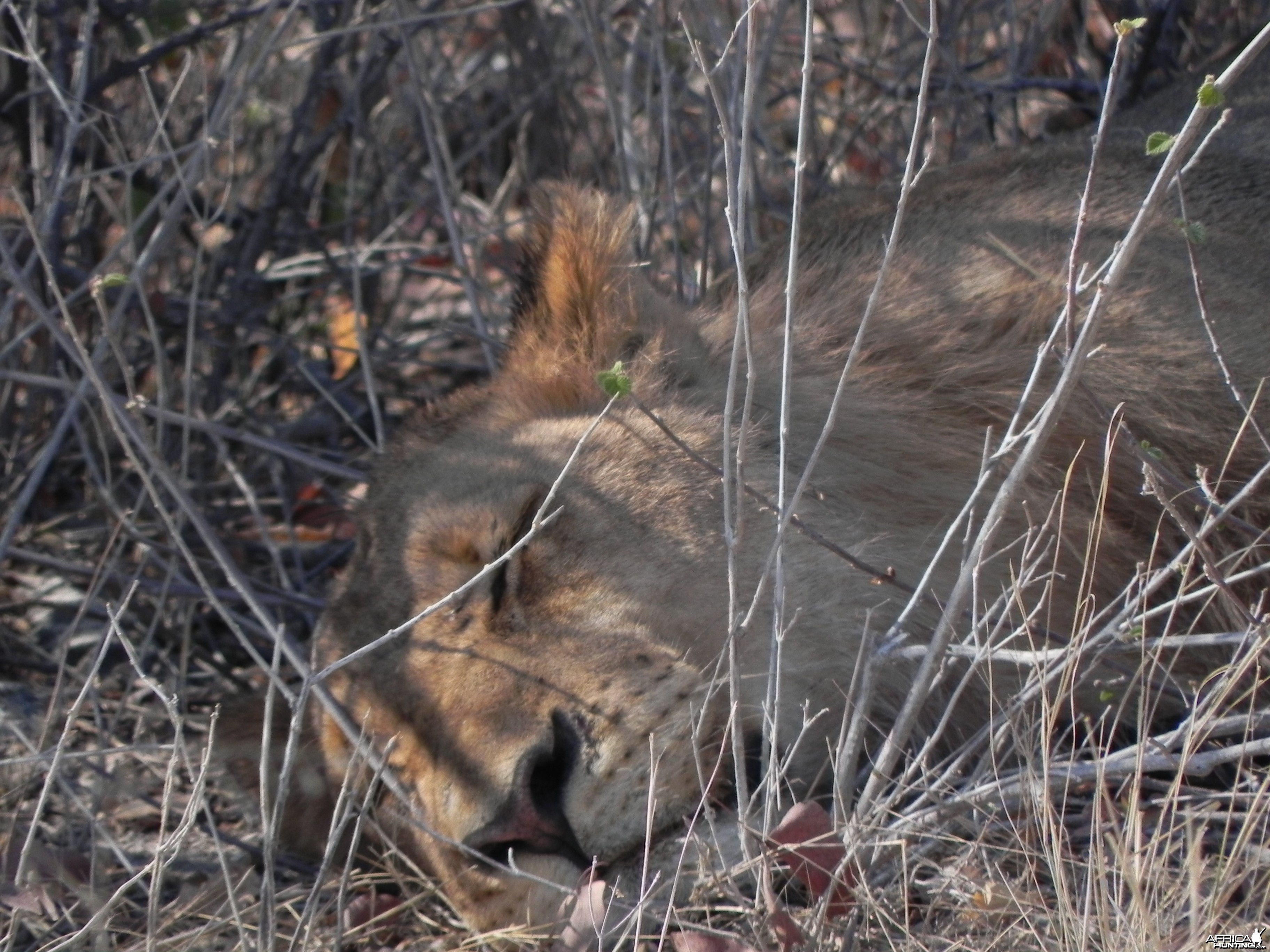 Lion Etosha Namibia