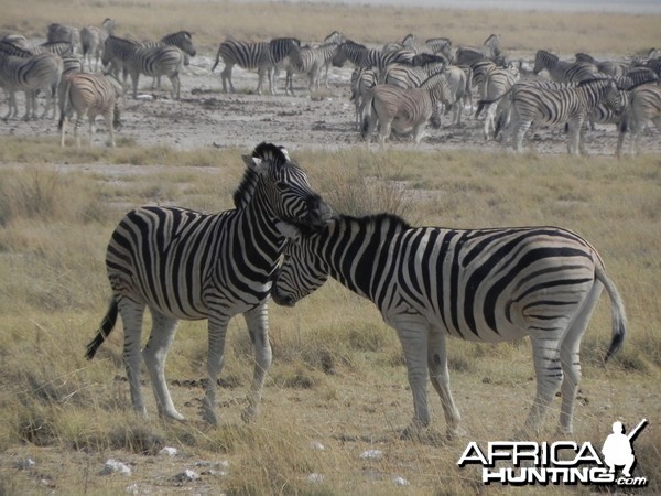 Zebra Etosha Namibia