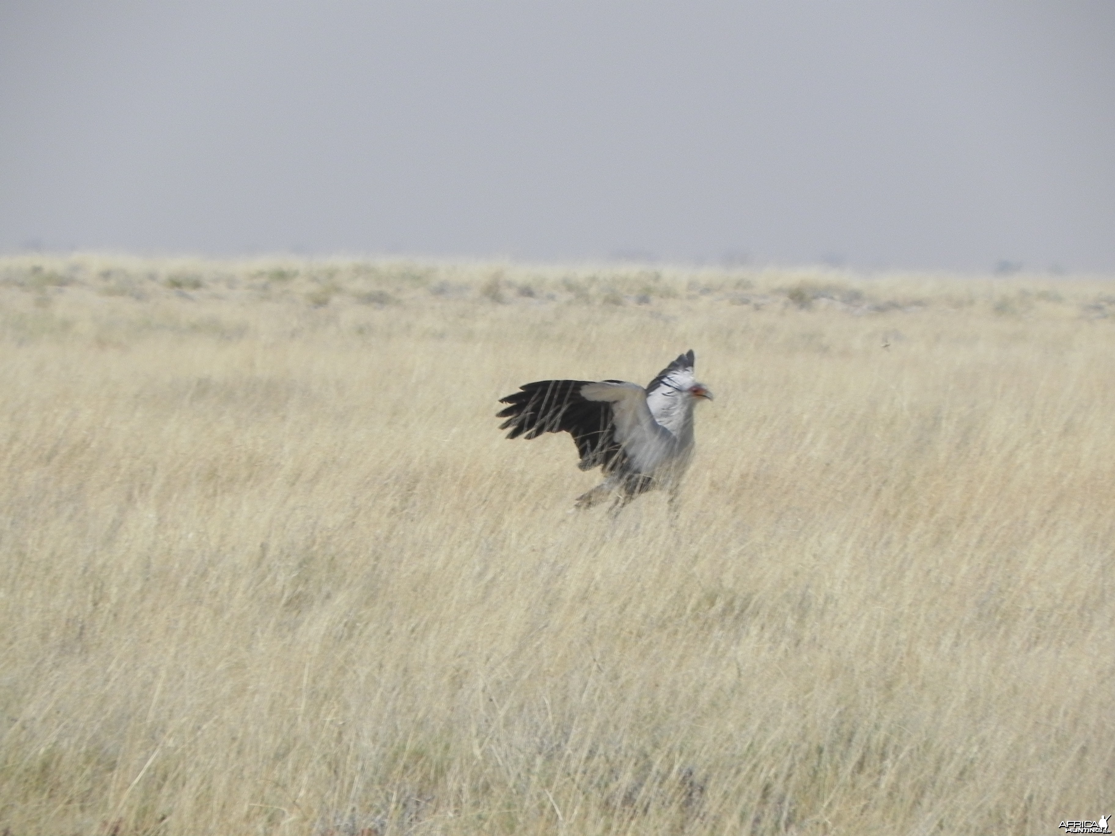 Secretary Bird Etosha Namibia