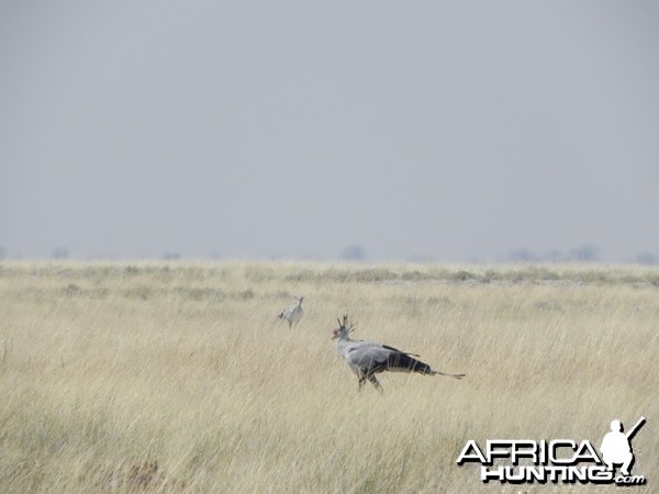 Secretary Bird Etosha Namibia