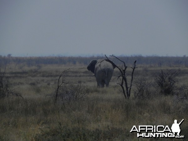 Elephant Etosha Namibia