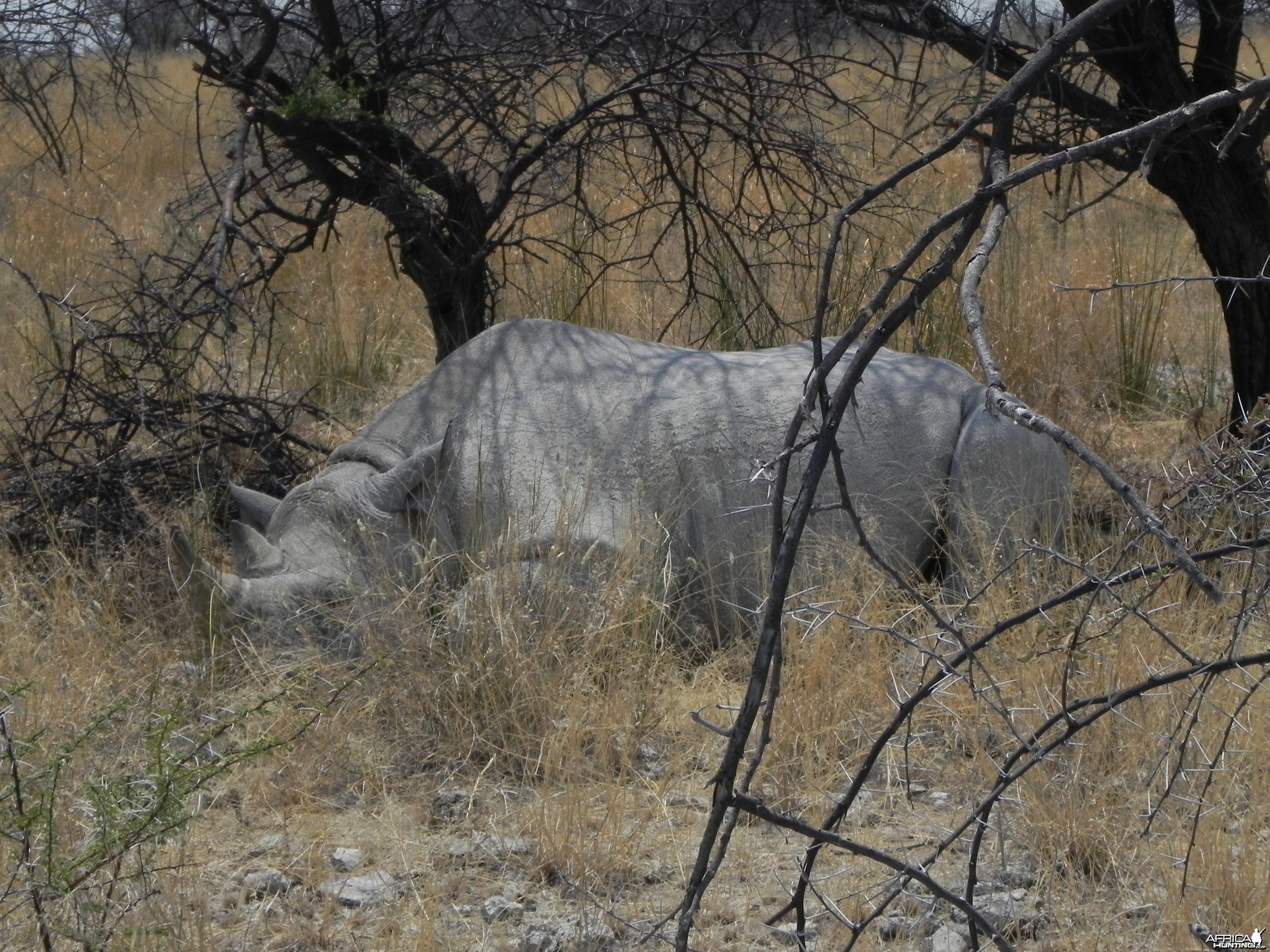 Black Rhino Etosha Namibia