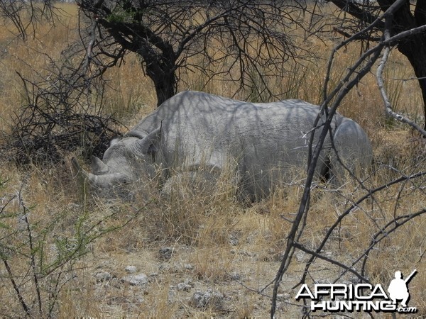 Black Rhino Etosha Namibia