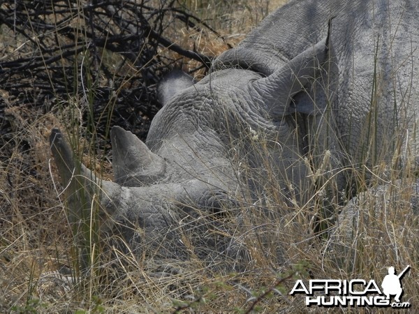 Black Rhino Etosha Namibia