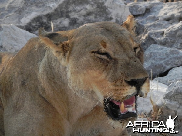 Lion Etosha Namibia